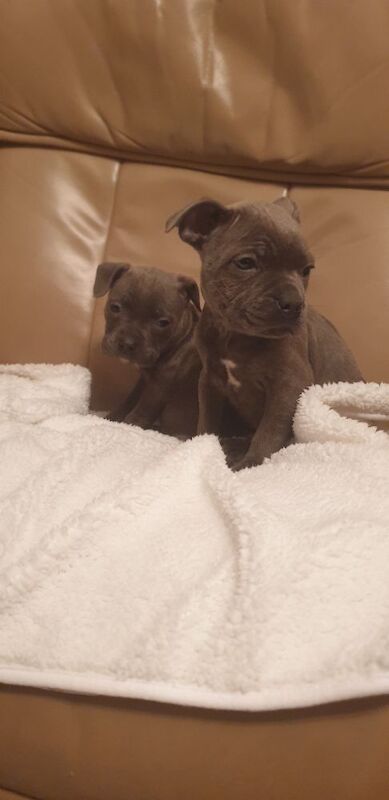 Staffordshire Bull Terrier puppies for sale in Birmingham, West Midlands – 10 weeks old - Image 8 of 9