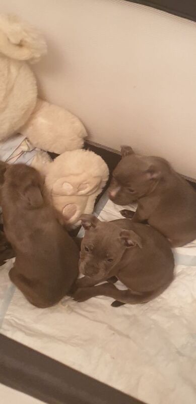 Staffordshire Bull Terrier puppies for sale in Birmingham, West Midlands – 10 weeks old - Image 9 of 9