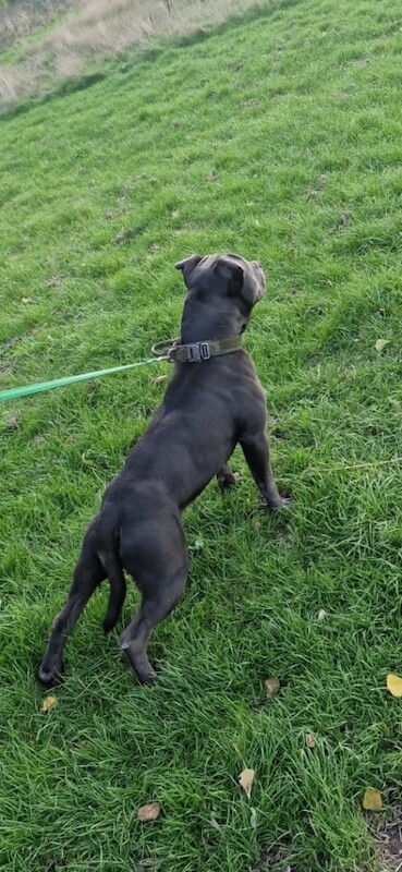 Staffie Puppies For Sale