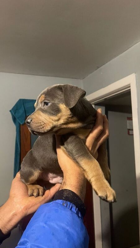 Staffordshire bull terrier pups - Image 2 of 5