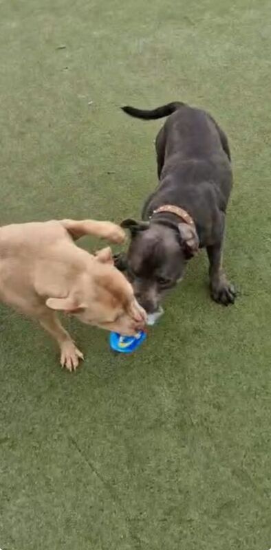Staffordshire bull terrier pups - Image 3 of 5