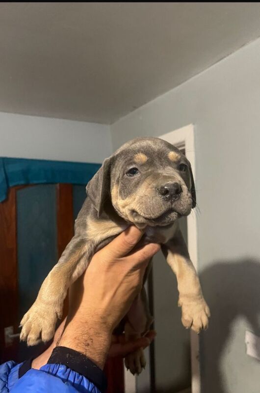 Staffordshire bull terrier pups - Image 4 of 5