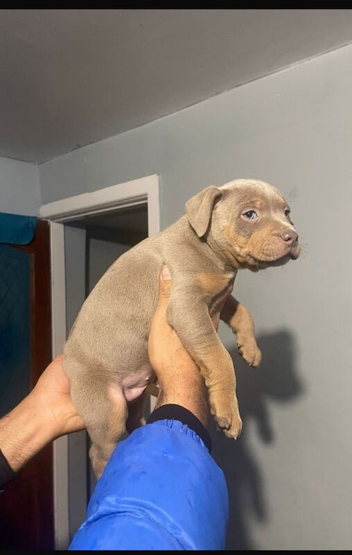 Staffordshire bull terrier pups - Image 5 of 5