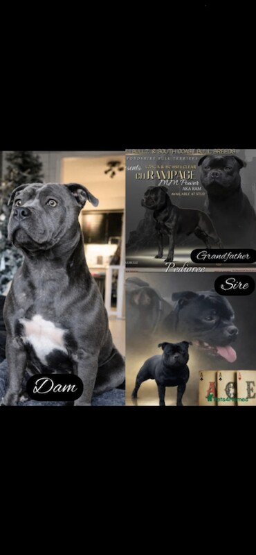 Staffordshire Bull Terrier puppies for sale in Coatbridge, North Lanarkshire – 5 weeks old