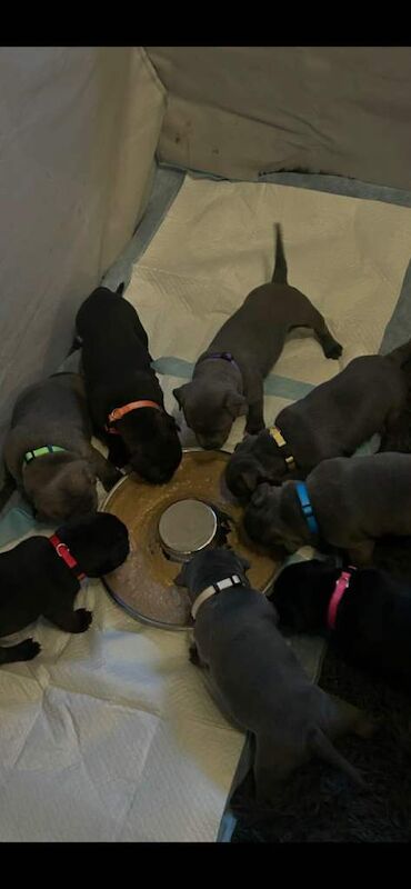 Staffordshire Bull Terrier puppies for sale in Coatbridge, North Lanarkshire – 5 weeks old - Image 2 of 4