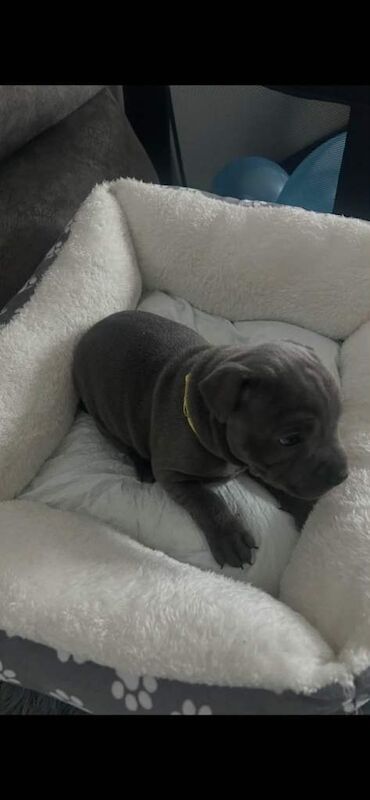 Staffordshire Bull Terrier puppies for sale in Coatbridge, North Lanarkshire – 5 weeks old - Image 3 of 4