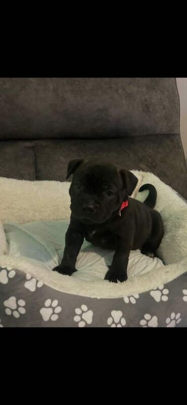 Staffordshire Bull Terrier puppies for sale in Coatbridge, North Lanarkshire – 5 weeks old - Image 4 of 4