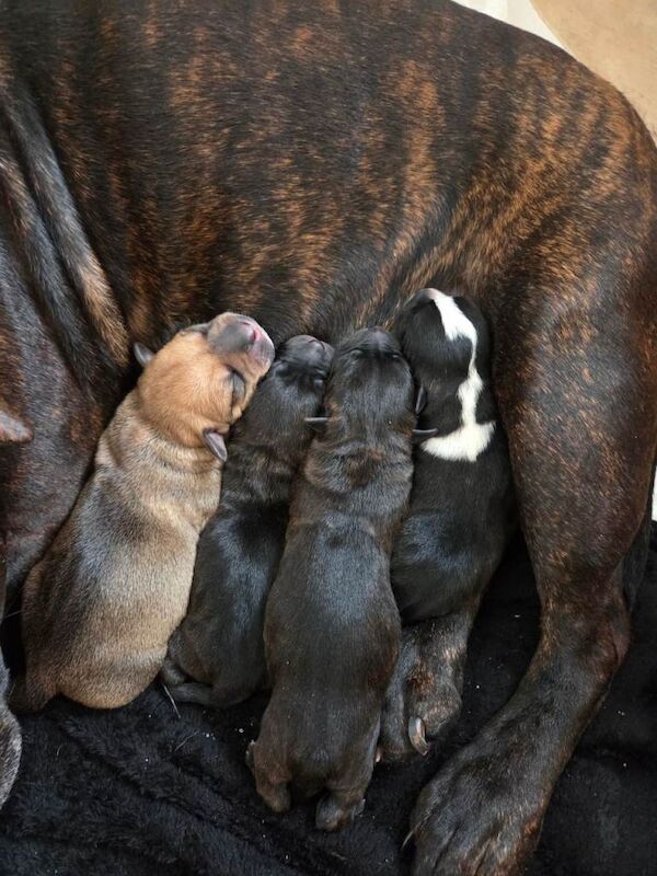 Staffordshire Bull Terrier Puppies For Sale Under £1,000