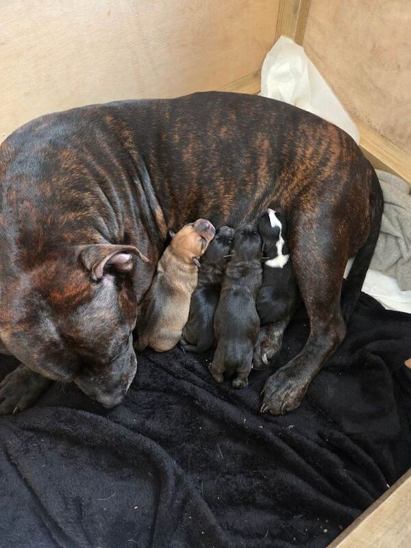 Staffordshire bull terrier pups - Image 2 of 2