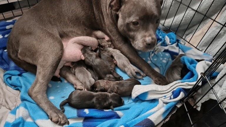 Staffordshire bull terrier pups