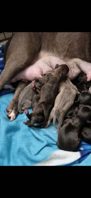 Staffordshire bull terrier pups - Image 2 of 3