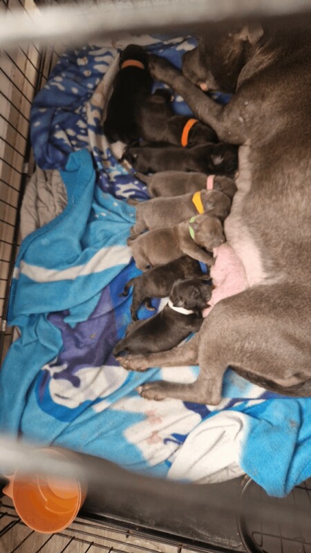 Staffordshire bull terrier pups - Image 3 of 3