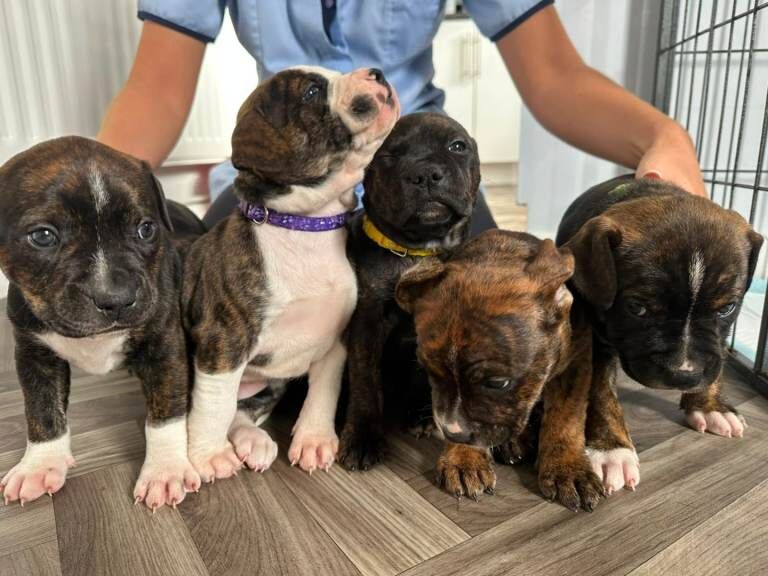 Staffordshire Bull Terrier Pups