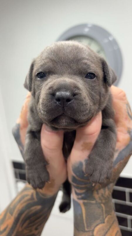 Staffordshire bull terrier pups