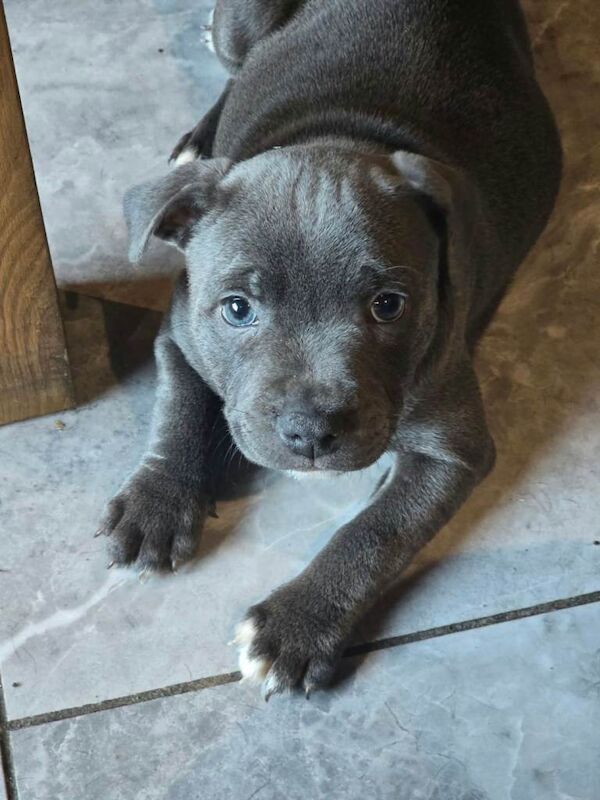 staffordshire bull terrier pups