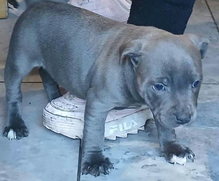 staffordshire bull terrier pups - Image 2 of 3