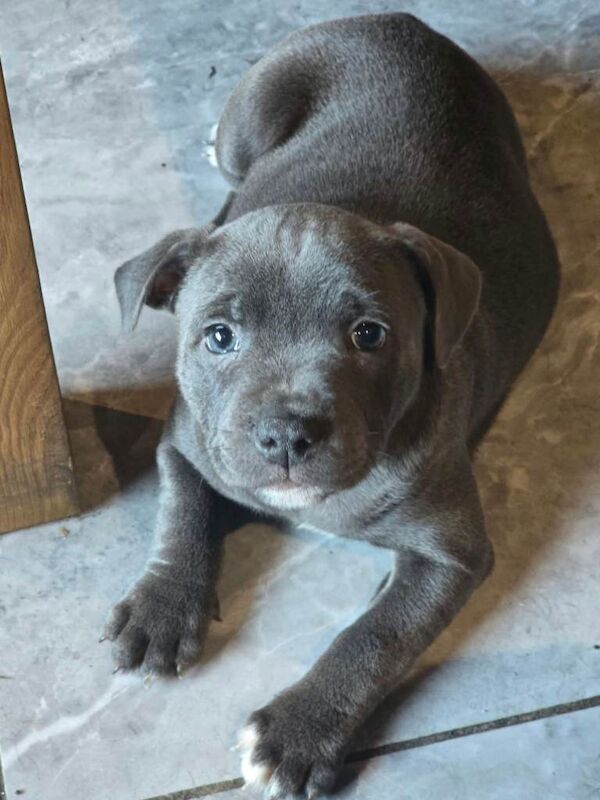 staffordshire bull terrier pups - Image 3 of 3