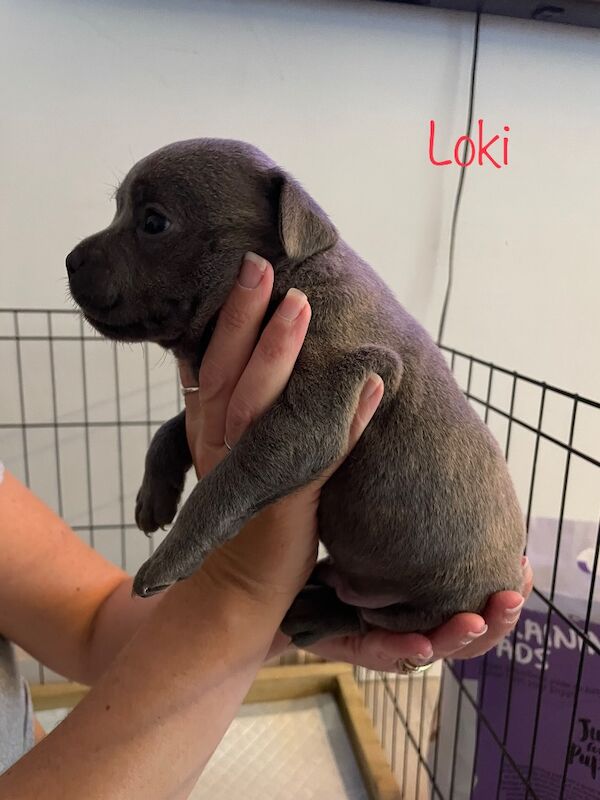 Blue Staffordshire Bull Terrier Puppies For Sale