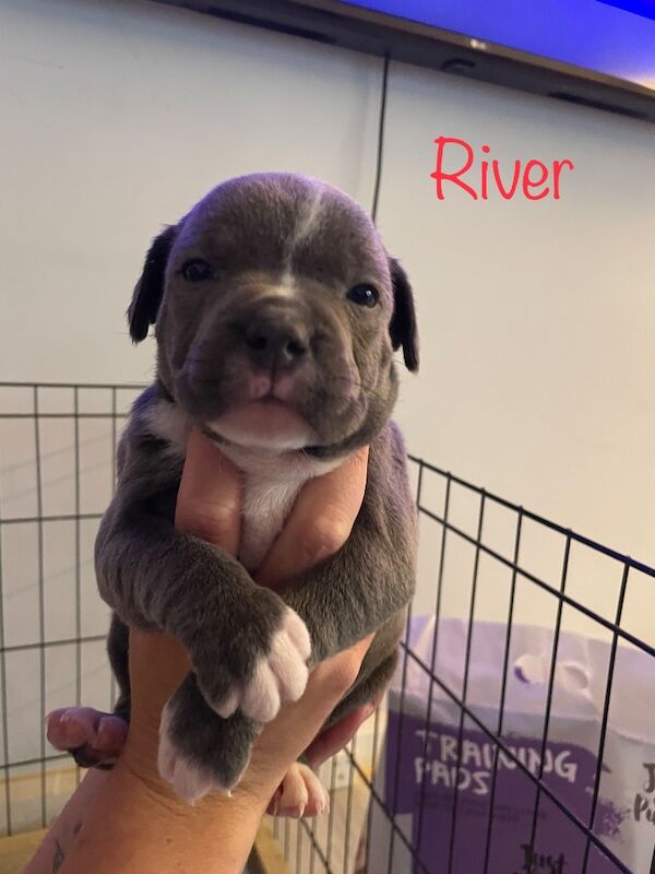 Staffordshire bull terrier pups. - Image 2 of 9