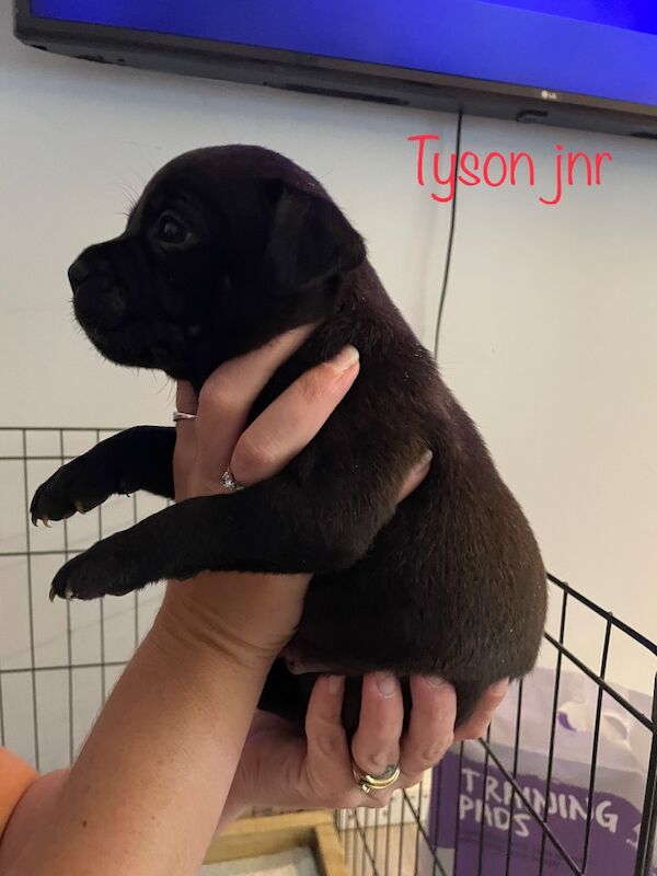 Staffordshire bull terrier pups. - Image 3 of 9