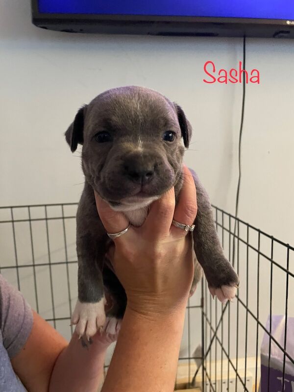 Staffordshire bull terrier pups. - Image 4 of 9