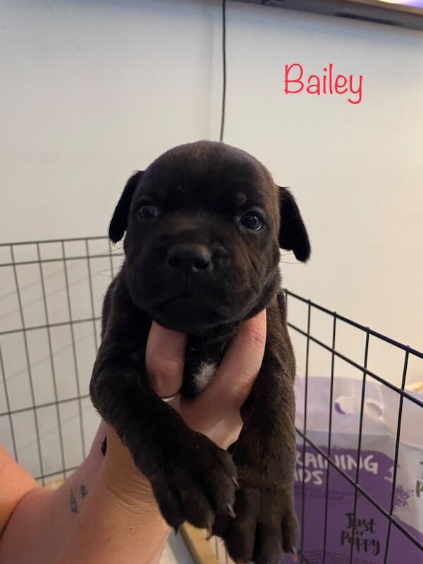 Staffordshire bull terrier pups. - Image 5 of 9