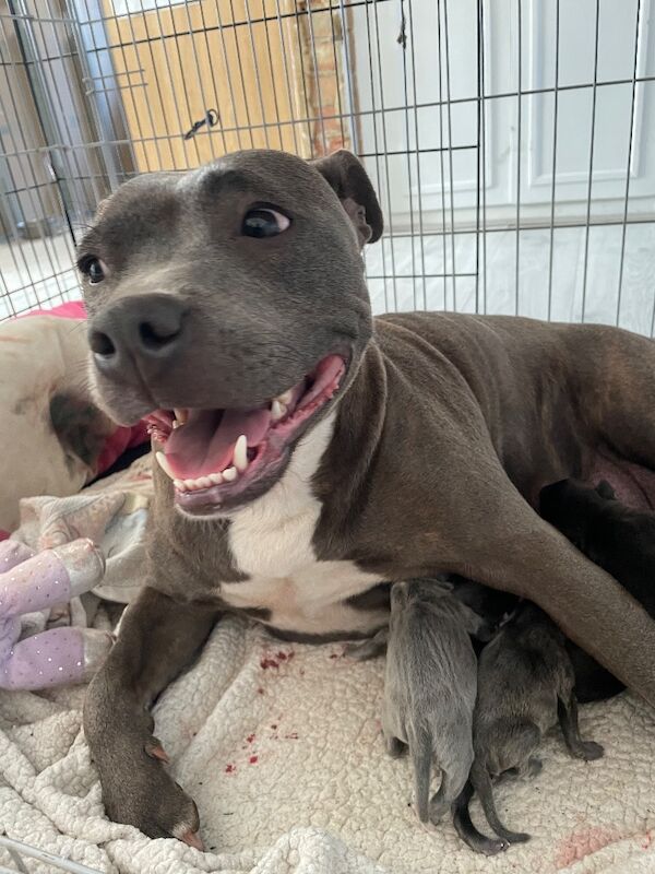 Staffordshire bull terrier pups. - Image 6 of 9