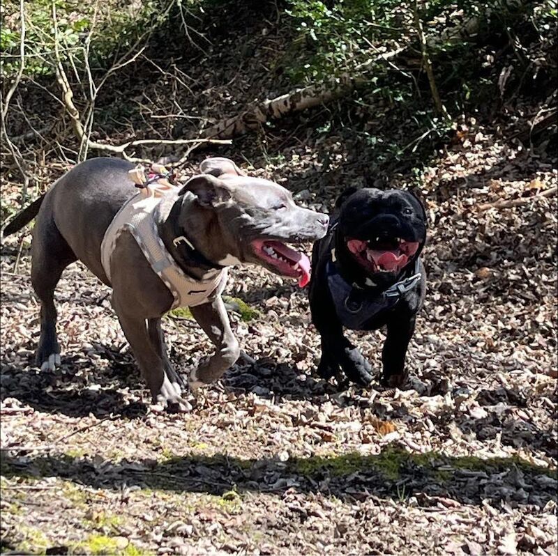 Staffordshire bull terrier pups. - Image 7 of 9