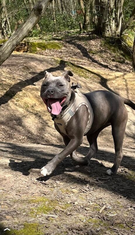 Staffordshire bull terrier pups. - Image 9 of 9