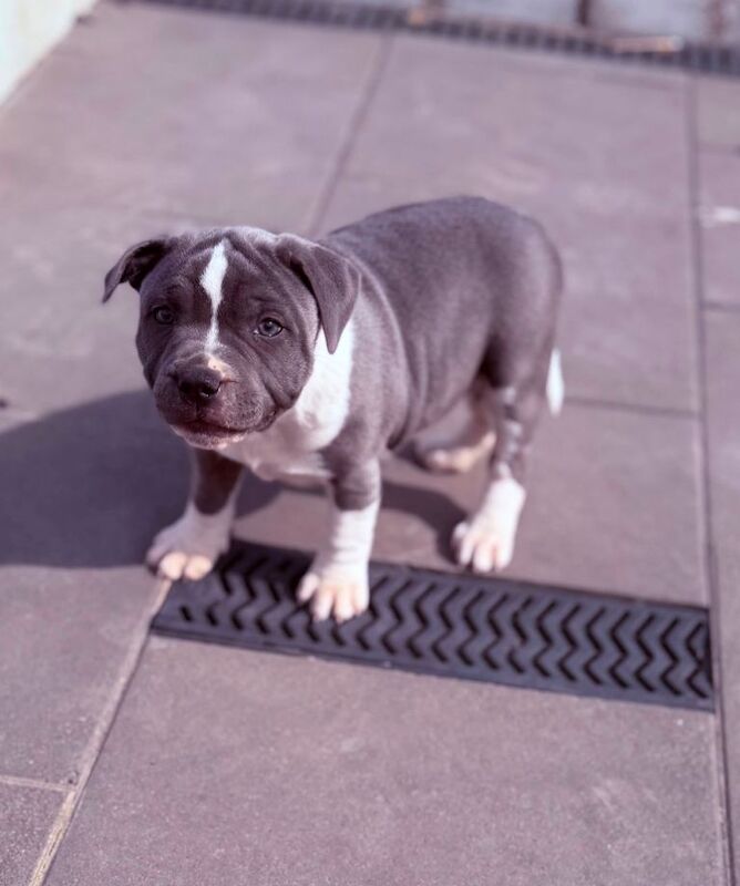Staffordshire bull terrier pups (registered)