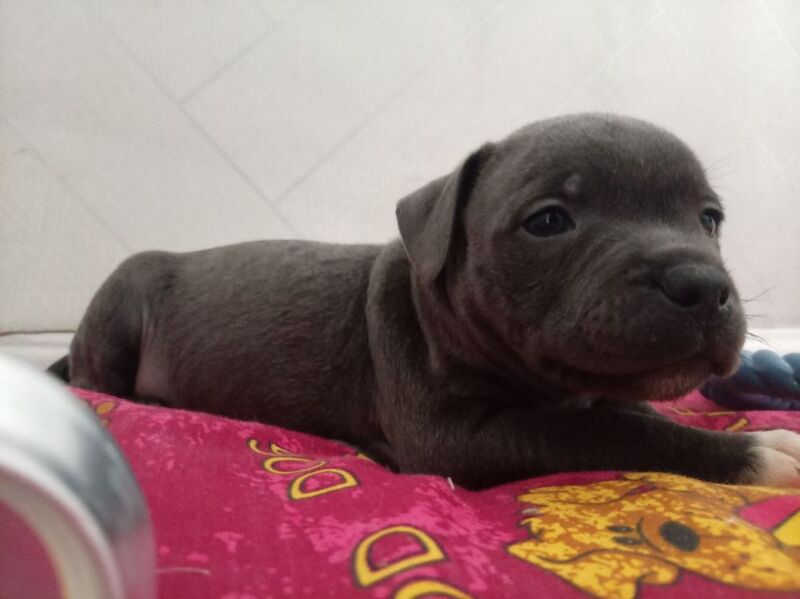 Kennel Club Registered Staffordshire Bull Terrier Puppies For Sale