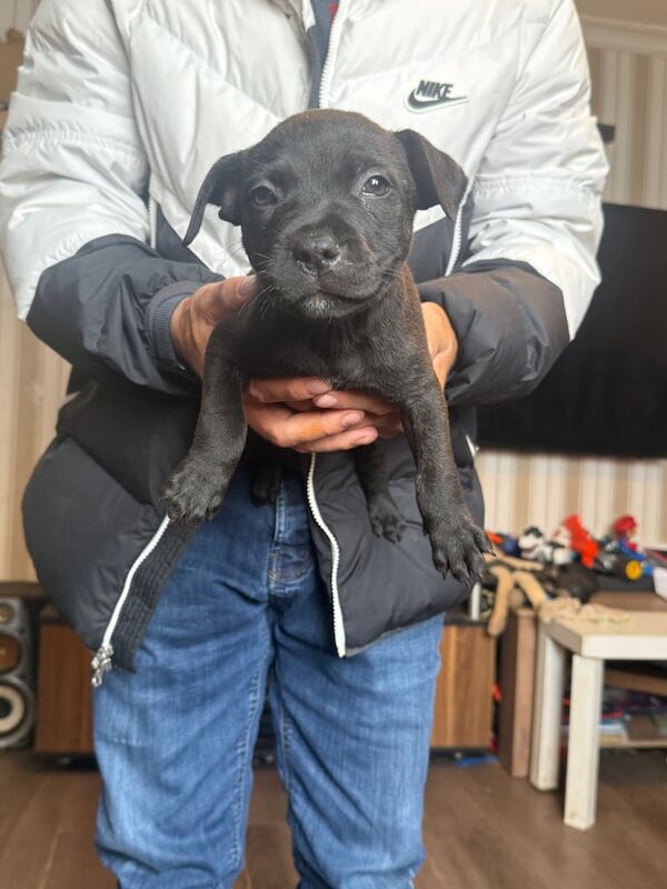Staffie Puppies For Sale Under £1,000