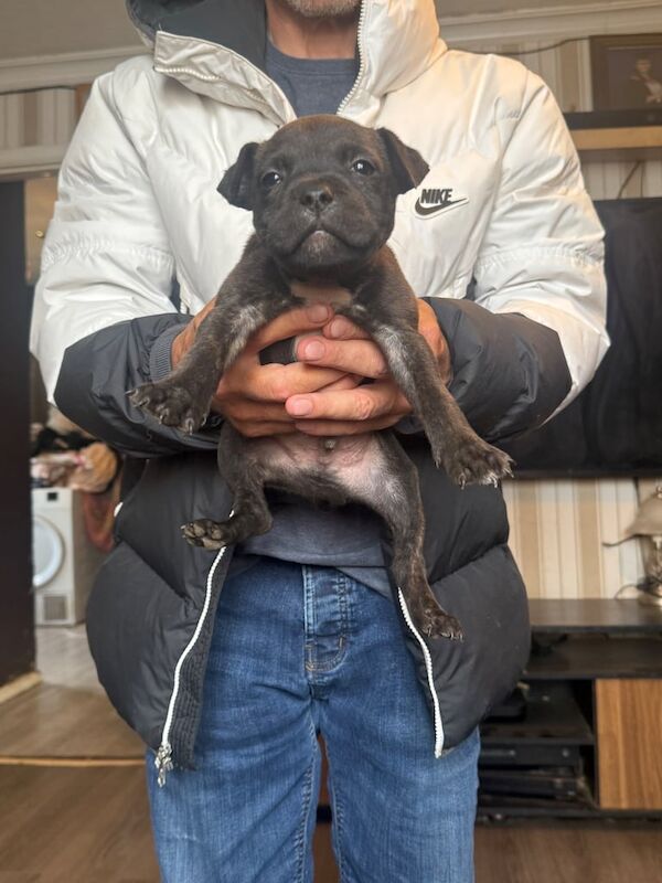 Staffordshire bull terrier pups x6 for sale in Leicester, Leicestershire | Image 3
