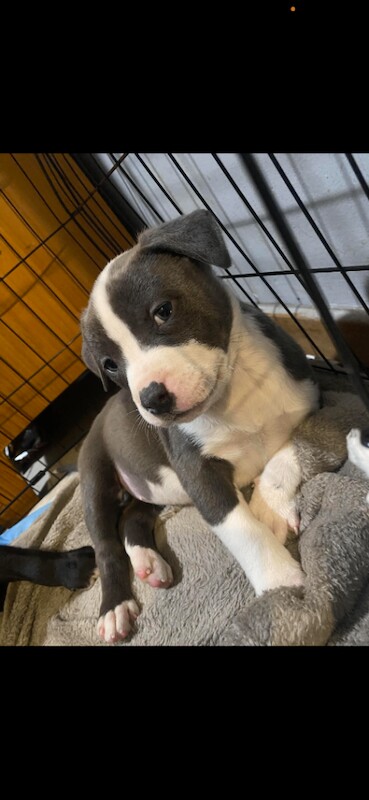 Staffordshire Bull Terrier puppies for sale in Belfast, County Antrim – 3 months old
