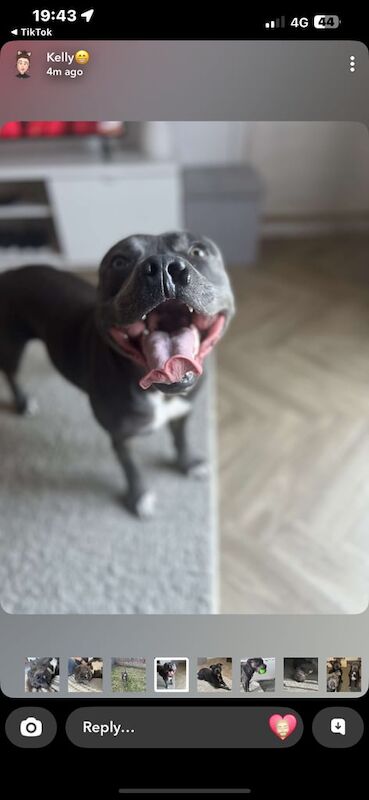 Staffordshire Bull Terrier puppies for sale in Barry, Angus – 2 years old