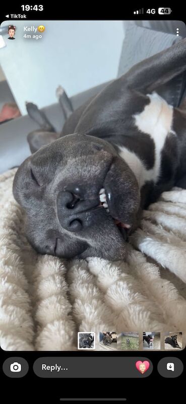 Staffordshire Bull Terrier puppies for sale in Barry, Angus – 2 years old - Image 2 of 3