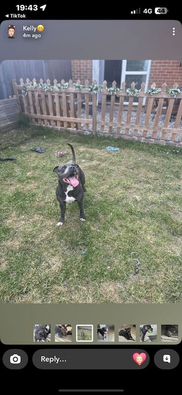 Staffordshire Bull Terrier puppies for sale in Barry, Angus – 2 years old - Image 3 of 3