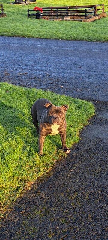 Staffordshire Bull Terrier puppies for sale in County Antrim – 1 day old