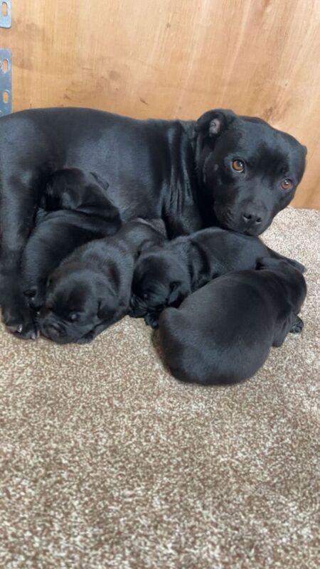 Staffordshire bull terrier staffy pups - Image 2 of 5