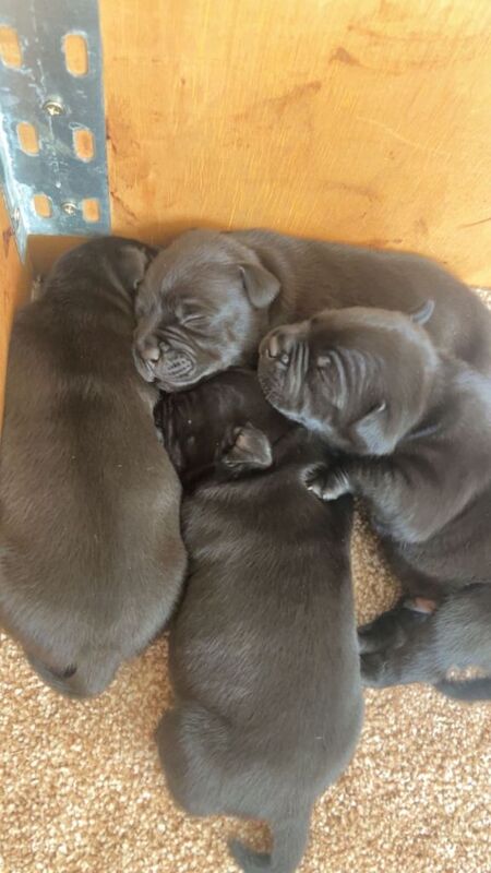 Staffordshire bull terrier staffy pups - Image 3 of 5
