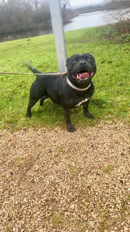 Staffordshire bull terrier staffy pups - Image 4 of 5