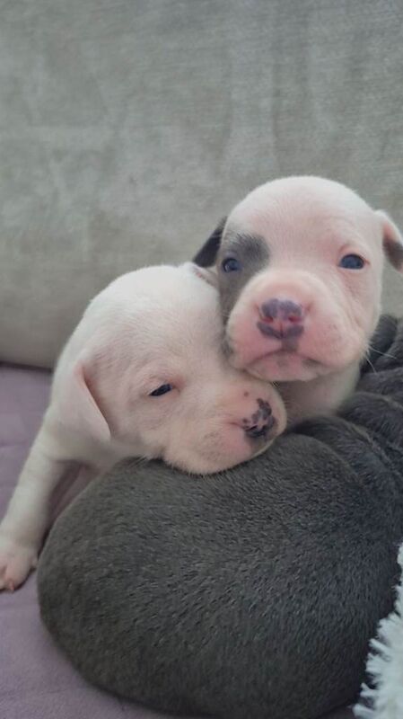 Staffordshire bull terrier (staffys) - Image 2 of 6
