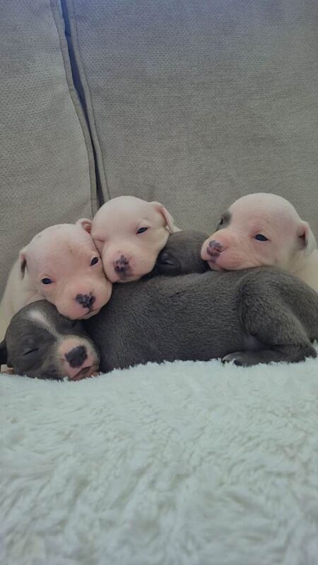 Staffordshire bull terrier (staffys) - Image 3 of 6