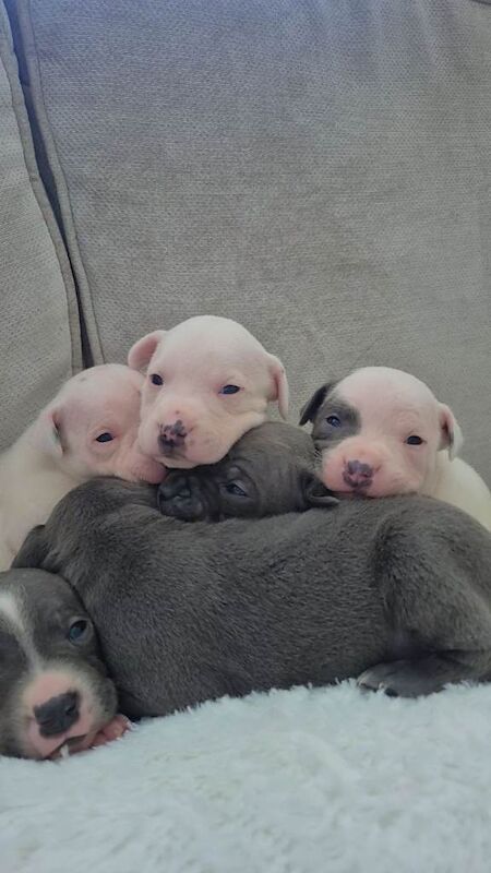 Staffordshire bull terrier (staffys) - Image 4 of 6