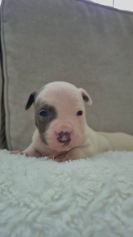 Staffordshire bull terrier (staffys) - Image 5 of 6