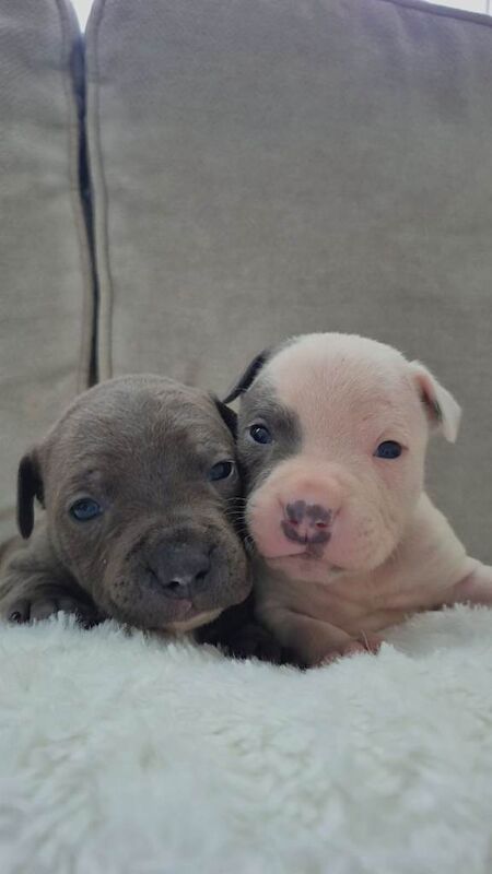 Staffordshire bull terrier (staffys) - Image 6 of 6