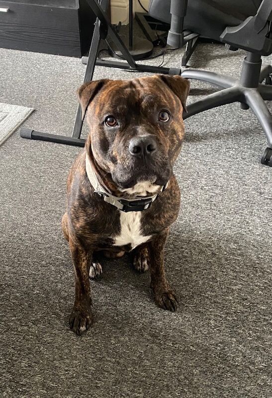 Staffordshire Bull Terrier Puppies For Sale Under £1,000
