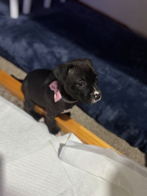 Staffie Puppies For Sale