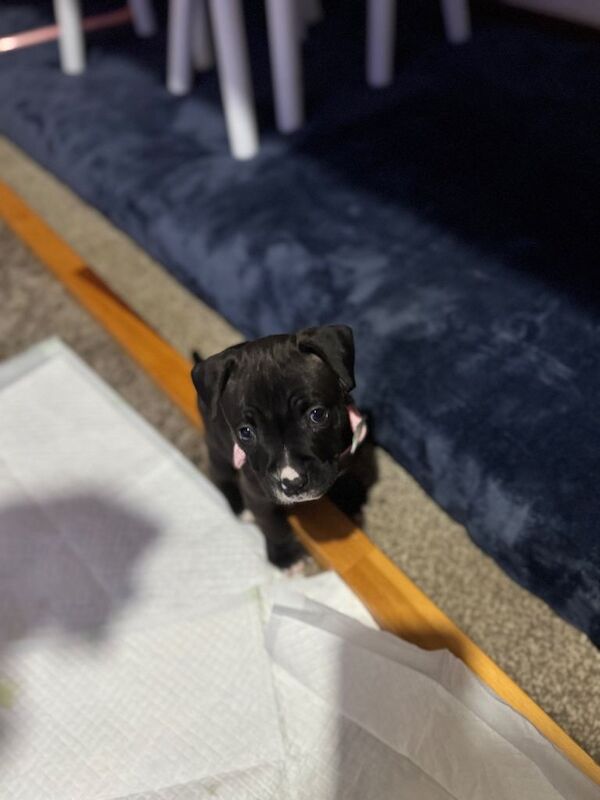 Staffordshire Bull Terrier puppies for sale in Peterborough, Cambridgeshire – 8 weeks old - Image 2 of 3