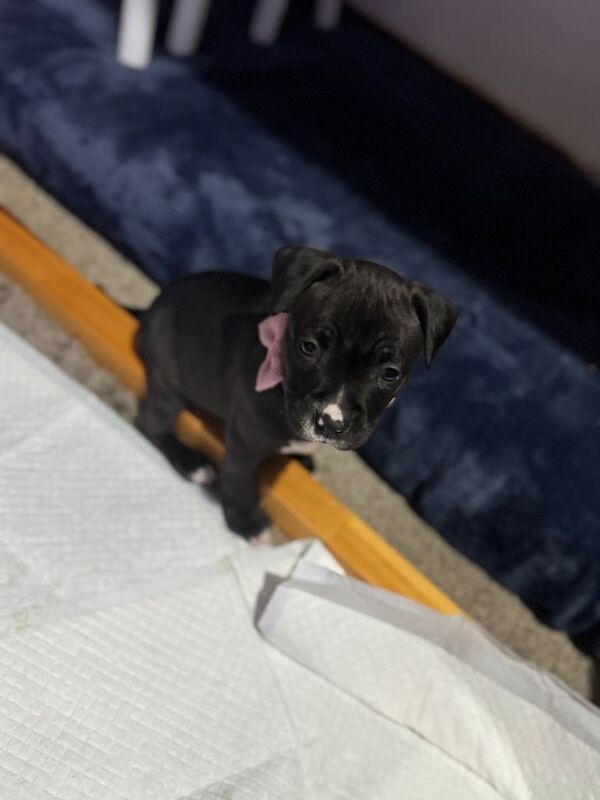 Staffordshire Bull Terrier puppies for sale in Peterborough, Cambridgeshire – 8 weeks old - Image 3 of 3